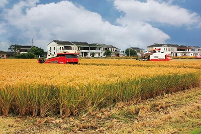 惠健杜橋標準化水稻區域
