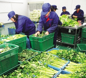 北京蔬菜